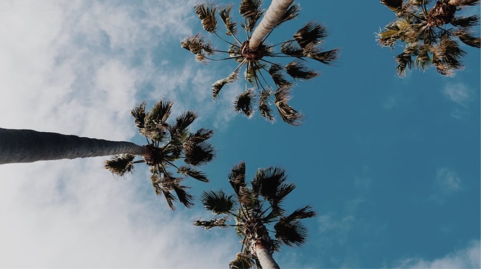 Palm trees